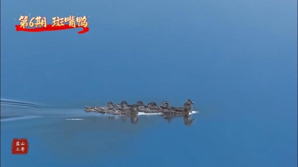 全国炒股配资 湘江源羽鉴丨第6期 斑嘴鸭